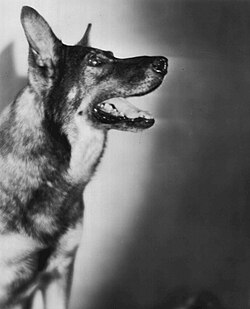 Rin Tin Tin in the film Frozen River (1929)